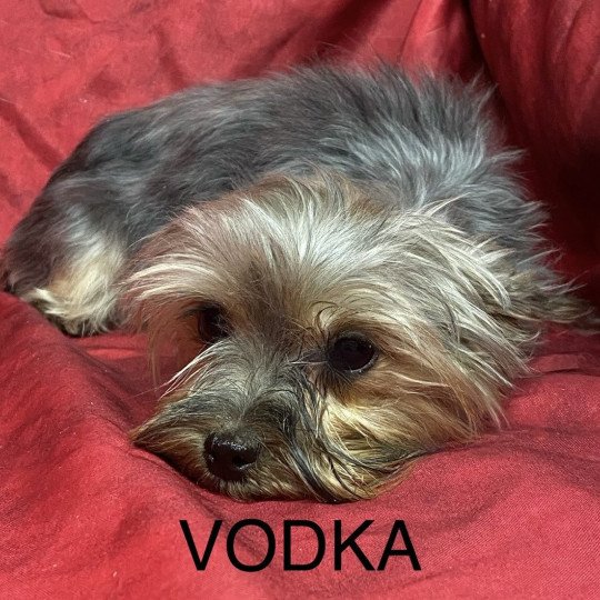 VODKA york Femelle Yorkshire terrier