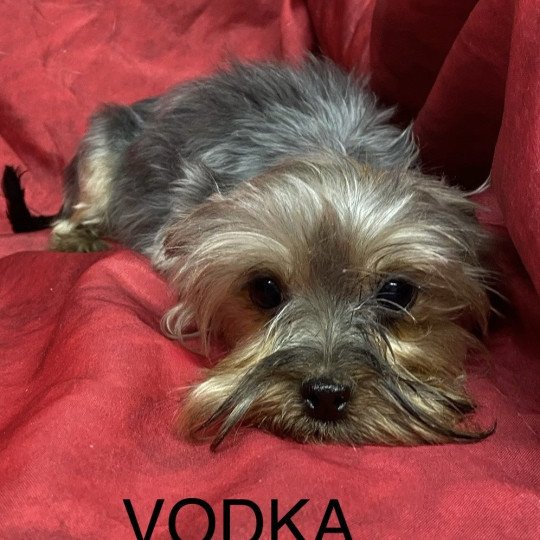 chien Yorkshire terrier VODKA york Domaine de la Chantelaie