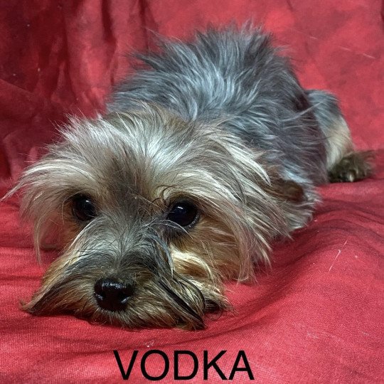 chien Yorkshire terrier VODKA york Domaine de la Chantelaie