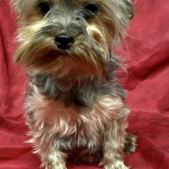 chien Yorkshire terrier VODKA york Domaine de la Chantelaie