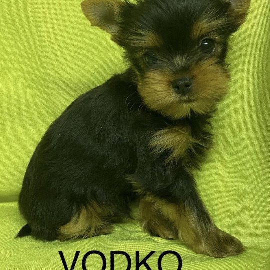 chiot Yorkshire terrier VODKO yorkshire terrier Domaine de la Chantelaie