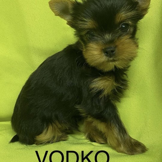 VODKO yorkshire terrier à réserver Mâle Yorkshire terrier