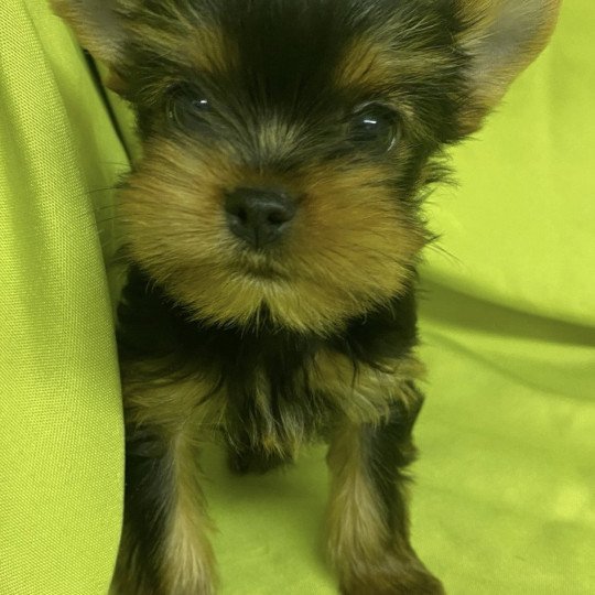 chiot Yorkshire terrier VODKO yorkshire terrier Domaine de la Chantelaie