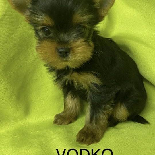 chiot Yorkshire terrier VODKO yorkshire terrier Domaine de la Chantelaie