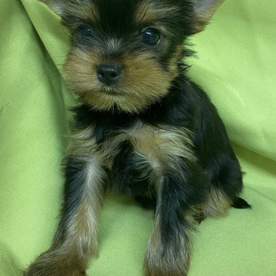 chiot Yorkshire terrier VODKO yorkshire terrier Domaine de la Chantelaie