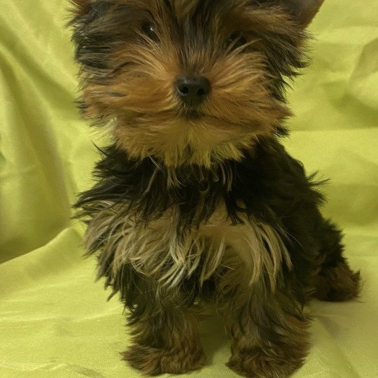 VODKO yorkshire terrier Mâle Yorkshire terrier