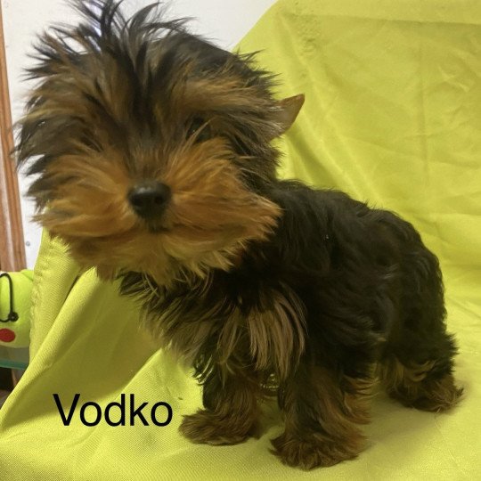chiot Yorkshire terrier VODKO yorkshire terrier Domaine de la Chantelaie