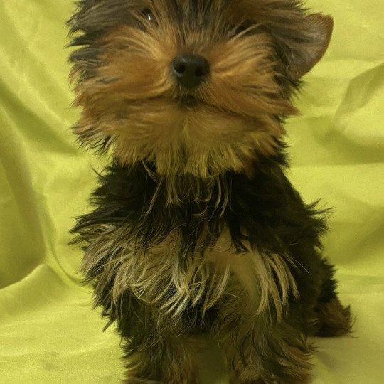 chiot Yorkshire terrier VODKO yorkshire terrier Domaine de la Chantelaie
