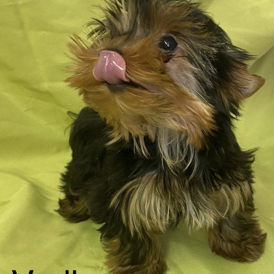 chiot Yorkshire terrier VODKO yorkshire terrier Domaine de la Chantelaie