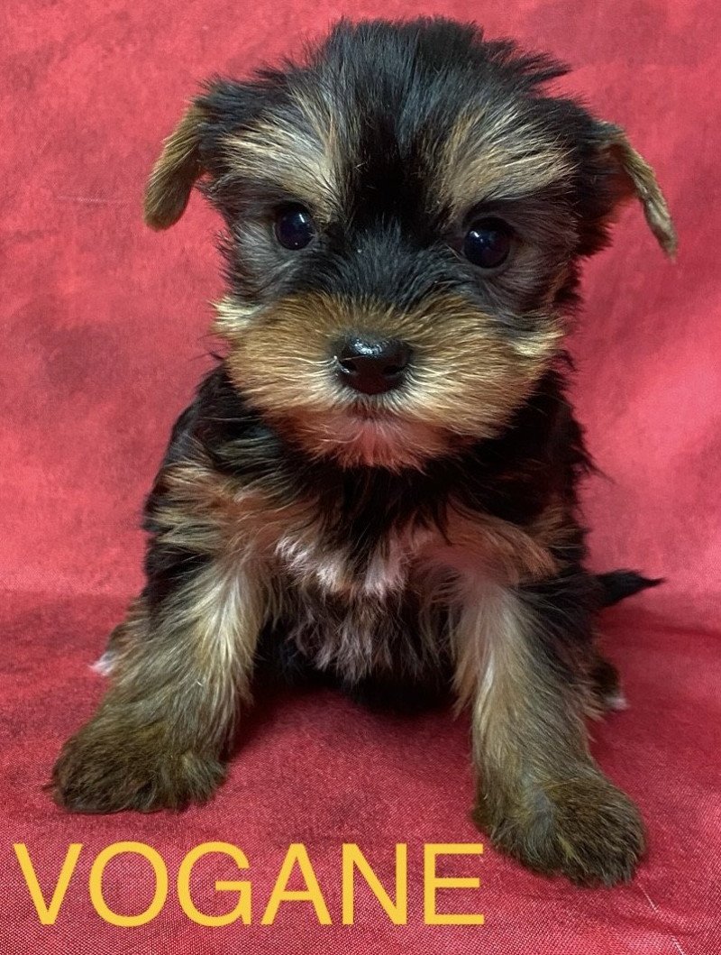 VOGANE york Femelle Yorkshire terrier