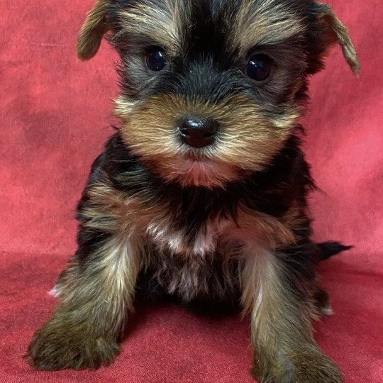 chiot Yorkshire terrier VOGANE york à réserver Domaine de la Chantelaie