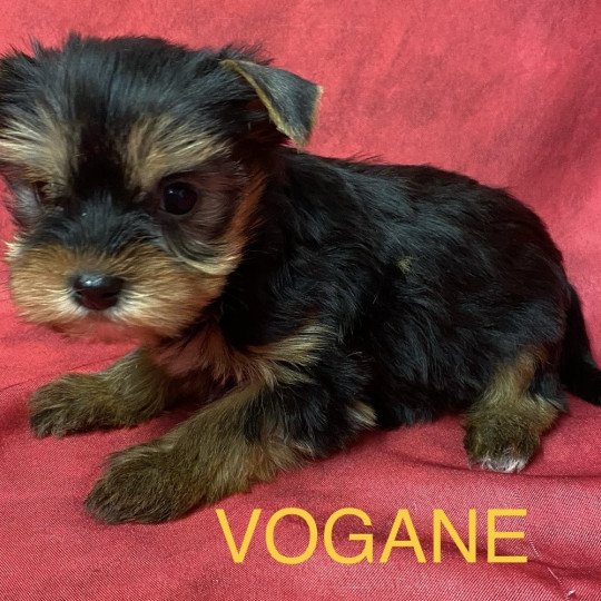 chiot Yorkshire terrier VOGANE york à réserver Domaine de la Chantelaie