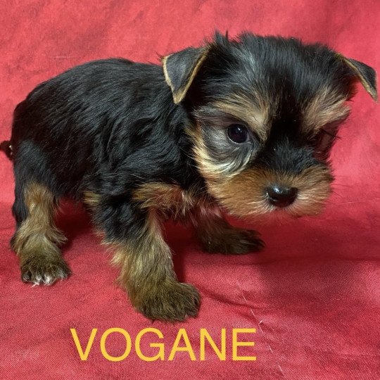 chiot Yorkshire terrier VOGANE york à réserver Domaine de la Chantelaie