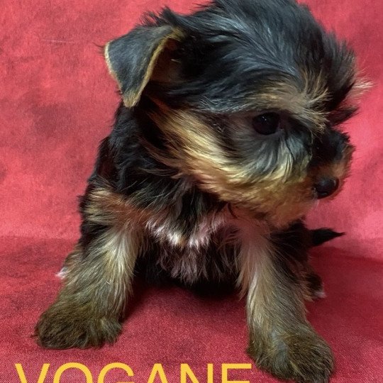chiot Yorkshire terrier VOGANE york à réserver Domaine de la Chantelaie
