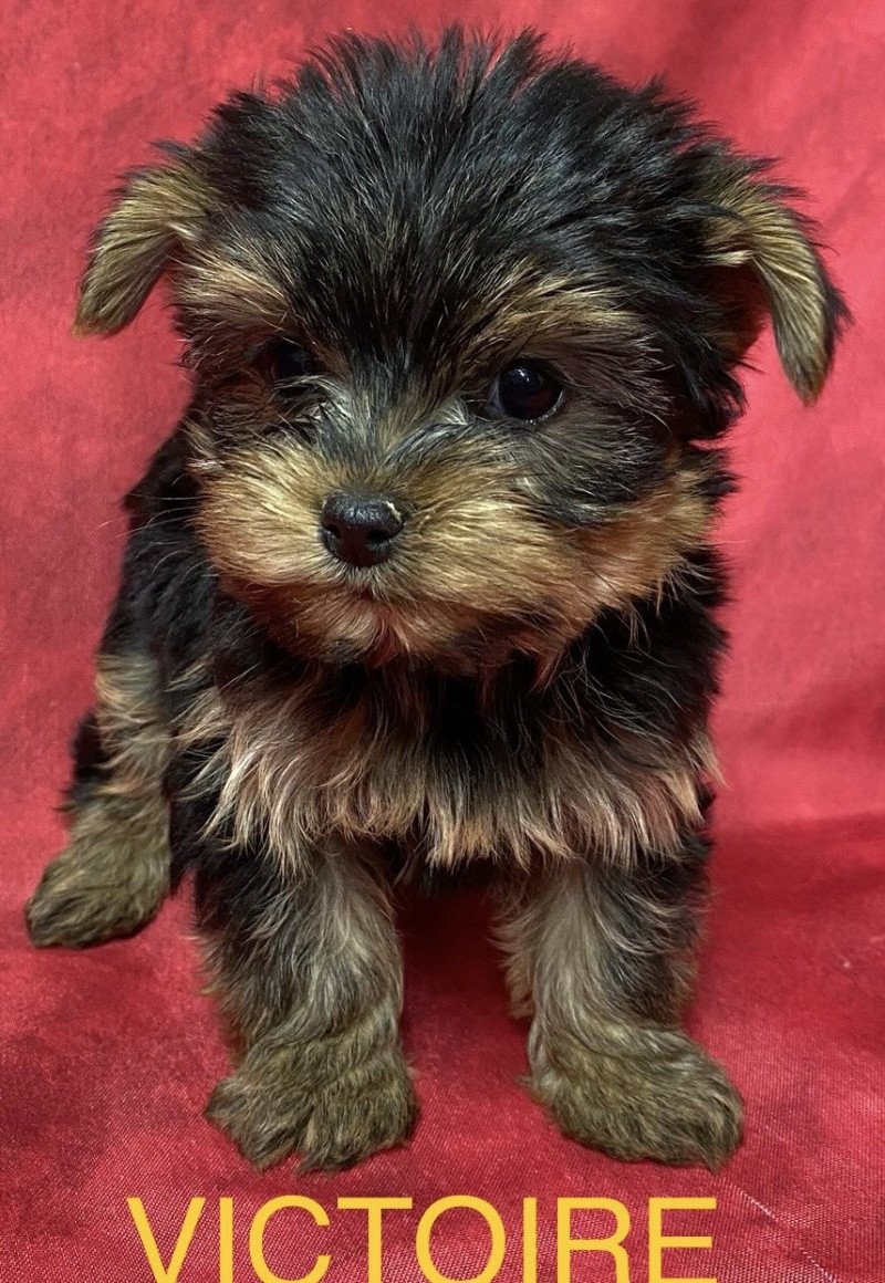 VICTOIRE yorkshire RÉSERVÉE Femelle Yorkshire terrier