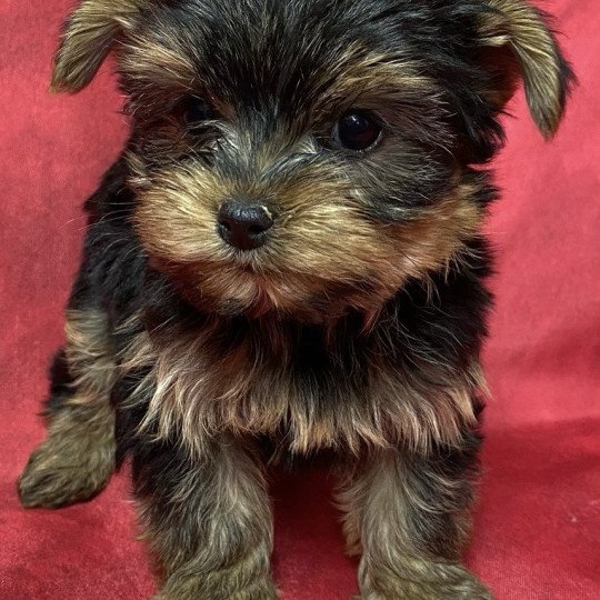chiot Yorkshire terrier noir et feu VICTOIRE yorkshire à réserver Domaine de la Chantelaie