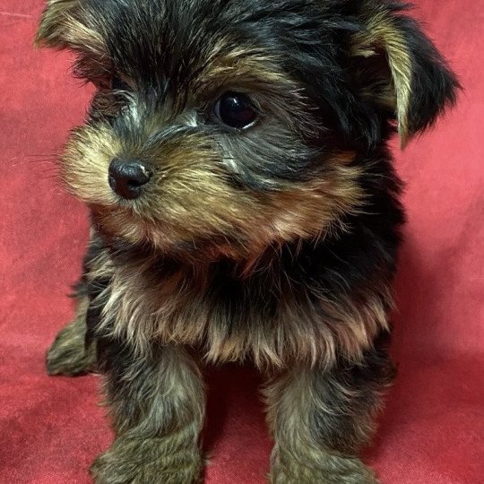 chiot Yorkshire terrier noir et feu VICTOIRE yorkshire à réserver Domaine de la Chantelaie