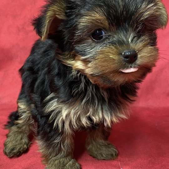 chiot Yorkshire terrier noir et feu VICTOIRE yorkshire à réserver Domaine de la Chantelaie