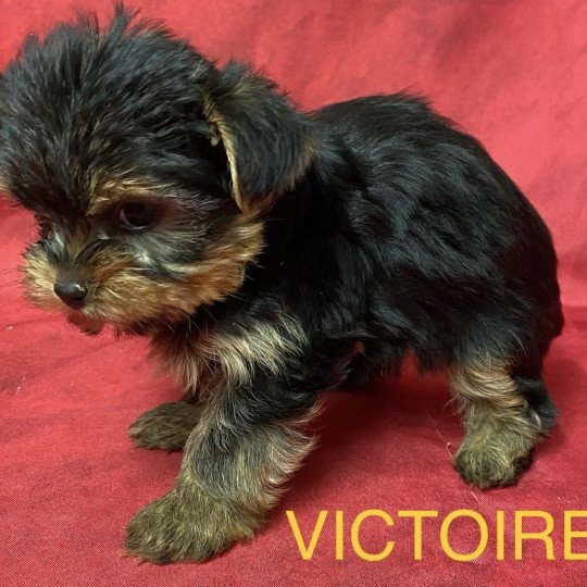 chiot Yorkshire terrier noir et feu VICTOIRE yorkshire à réserver Domaine de la Chantelaie