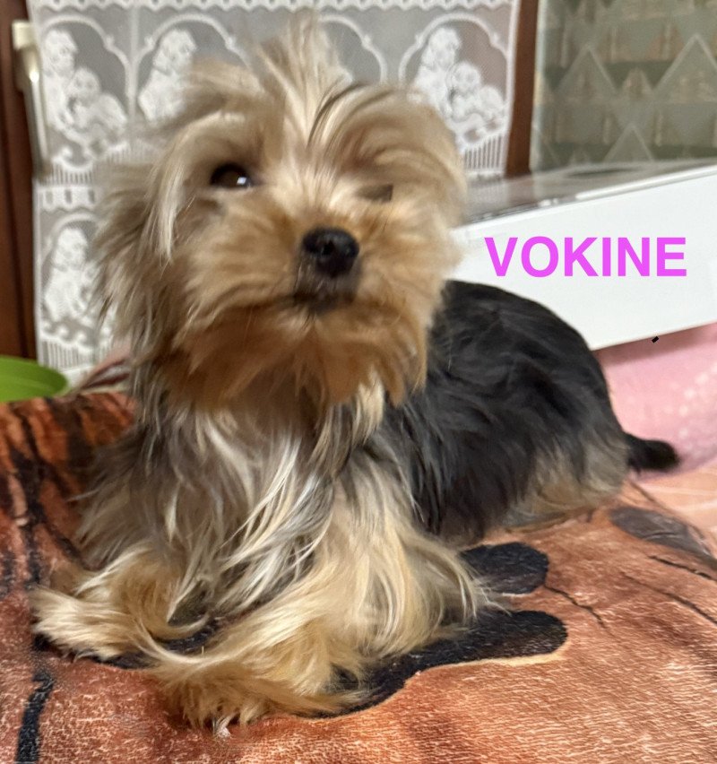 VOKINE york Femelle Yorkshire terrier