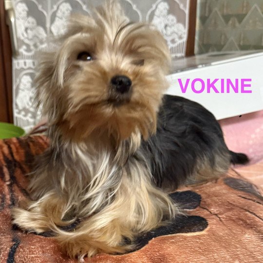 VOKINE york Femelle Yorkshire terrier