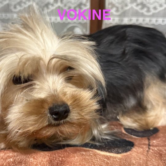 chien Yorkshire terrier VOKINE york Domaine de la Chantelaie