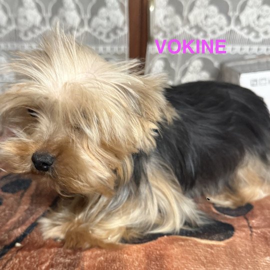 chien Yorkshire terrier VOKINE york Domaine de la Chantelaie