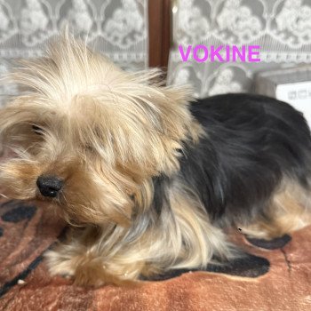 chien Yorkshire terrier VOKINE york Domaine de la Chantelaie
