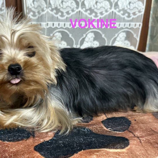 chien Yorkshire terrier VOKINE york Domaine de la Chantelaie