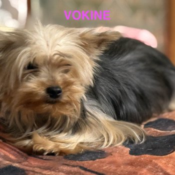 chien Yorkshire terrier VOKINE york Domaine de la Chantelaie