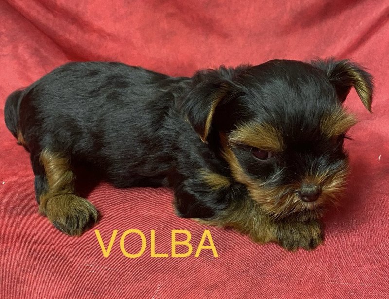 VOLBA yorkshire Femelle Yorkshire terrier