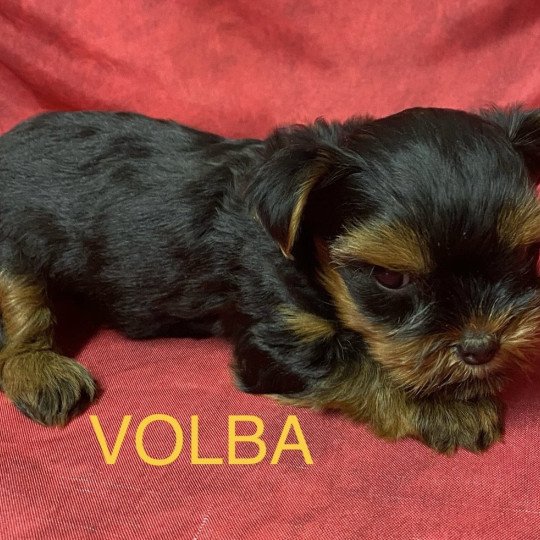 chiot Yorkshire terrier VOLBA yorkshire à réserver Domaine de la Chantelaie