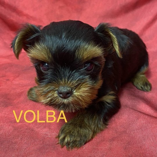 chiot Yorkshire terrier VOLBA yorkshire à réserver Domaine de la Chantelaie