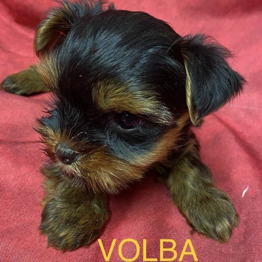chiot Yorkshire terrier VOLBA yorkshire à réserver Domaine de la Chantelaie