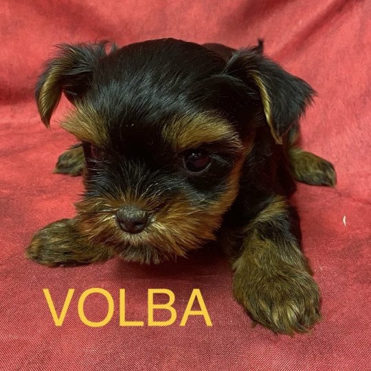 chiot Yorkshire terrier VOLBA yorkshire à réserver Domaine de la Chantelaie
