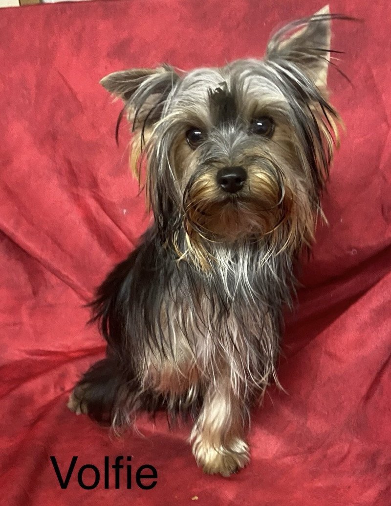 VOLFIE york Femelle Yorkshire terrier