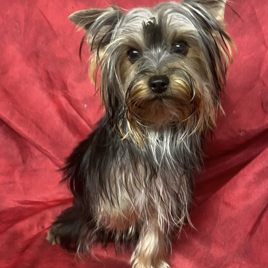 VOLFIE york Femelle Yorkshire terrier