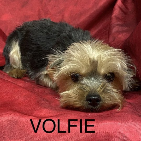 chien Yorkshire terrier VOLFIE york Domaine de la Chantelaie