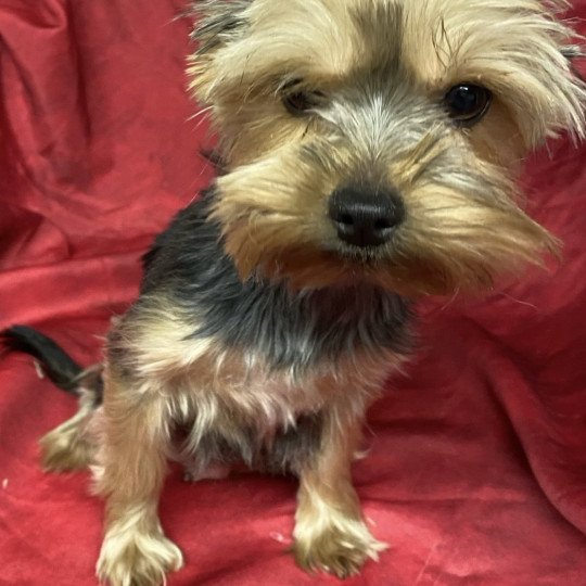 chien Yorkshire terrier VOLFIE york Domaine de la Chantelaie