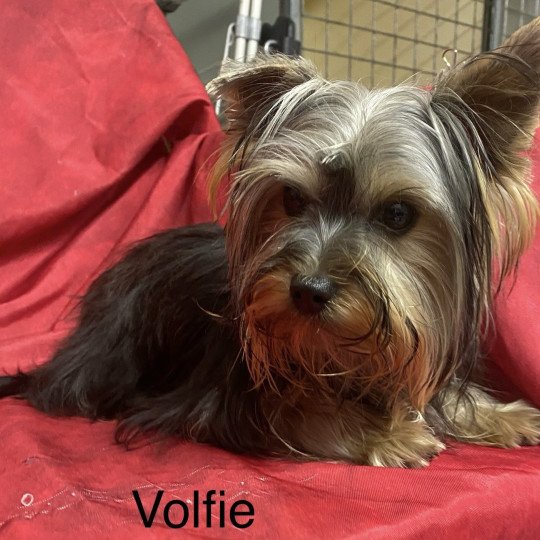 chien Yorkshire terrier VOLFIE york Domaine de la Chantelaie