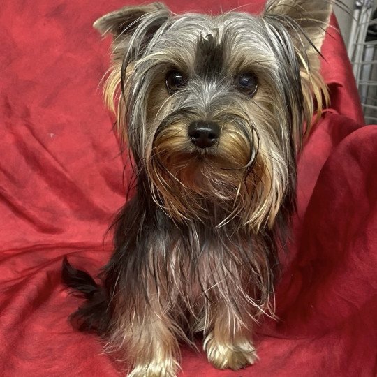 chien Yorkshire terrier VOLFIE york Domaine de la Chantelaie