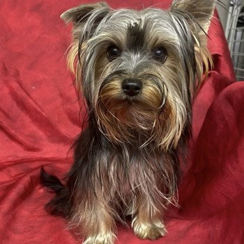 chien Yorkshire terrier VOLFIE york Domaine de la Chantelaie