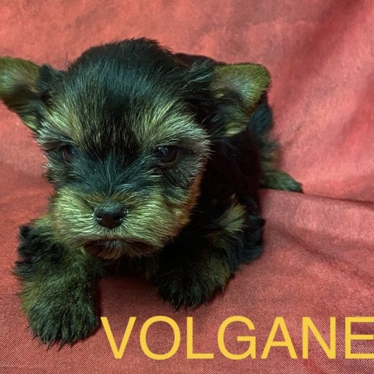 chiot Yorkshire terrier VOLGANE york à réserver Domaine de la Chantelaie