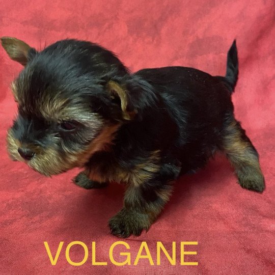 chiot Yorkshire terrier VOLGANE york à réserver Domaine de la Chantelaie