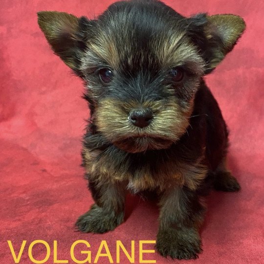 chiot Yorkshire terrier VOLGANE york à réserver Domaine de la Chantelaie
