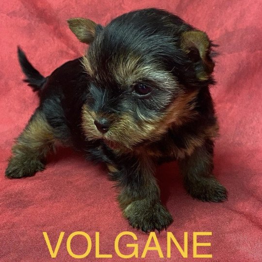 chiot Yorkshire terrier VOLGANE york à réserver Domaine de la Chantelaie