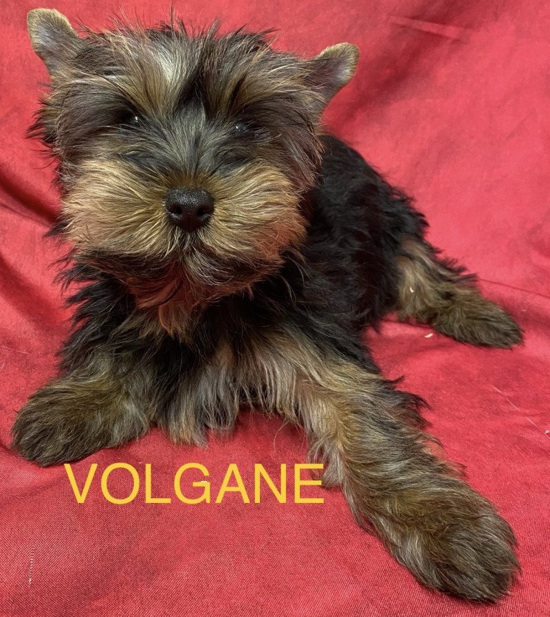 VOLGANE york Femelle Yorkshire terrier