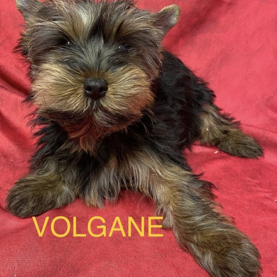 chiot Yorkshire terrier VOLGANE york Domaine de la Chantelaie