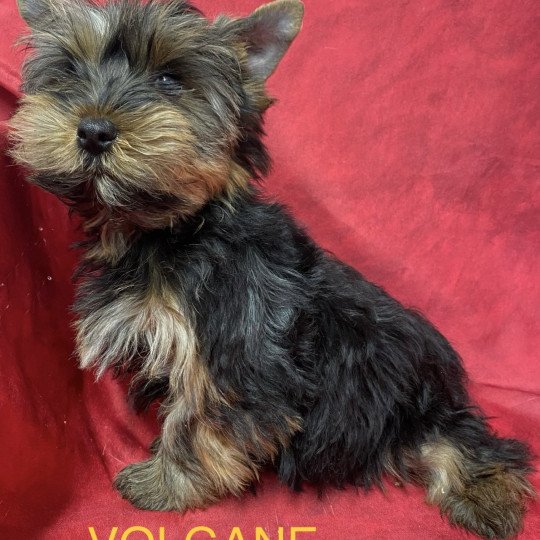 chiot Yorkshire terrier VOLGANE york Domaine de la Chantelaie
