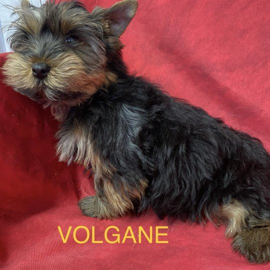 chiot Yorkshire terrier VOLGANE york Domaine de la Chantelaie